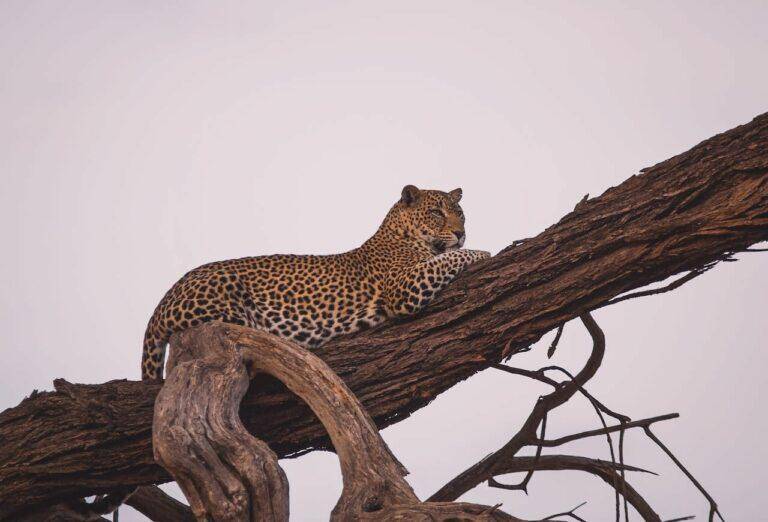 Leopard hunting - Game Hunting in Africa