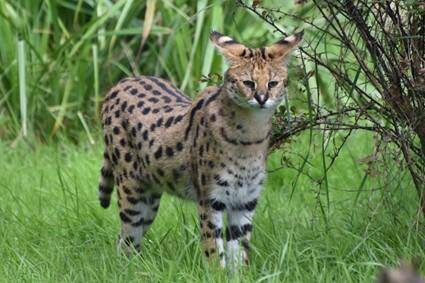 Serval standing in the bush