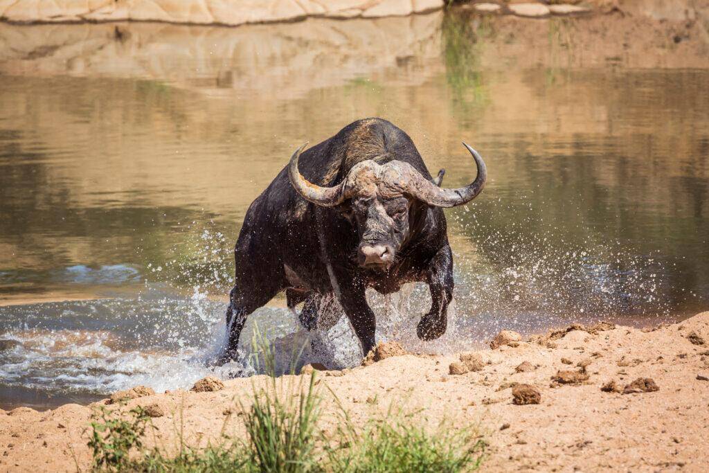 Cape buffalo
