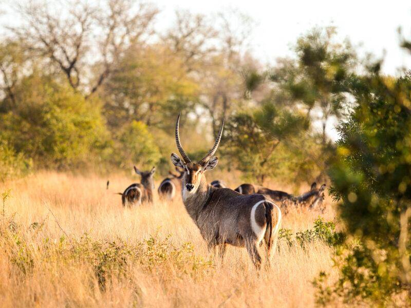 Male Waterbuck