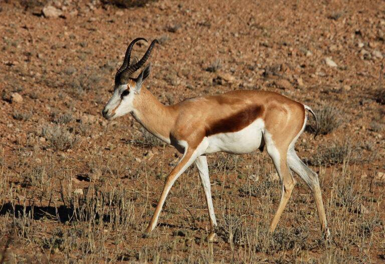 Springbok antelope in dry African plains