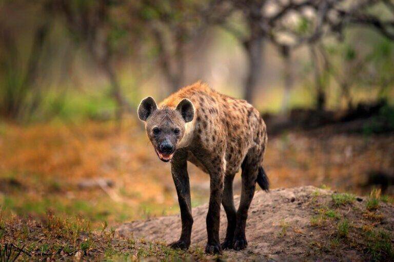 Spotted hyena in natural environment