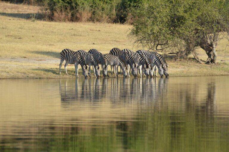 Herd of zebras drinking at a water hole.