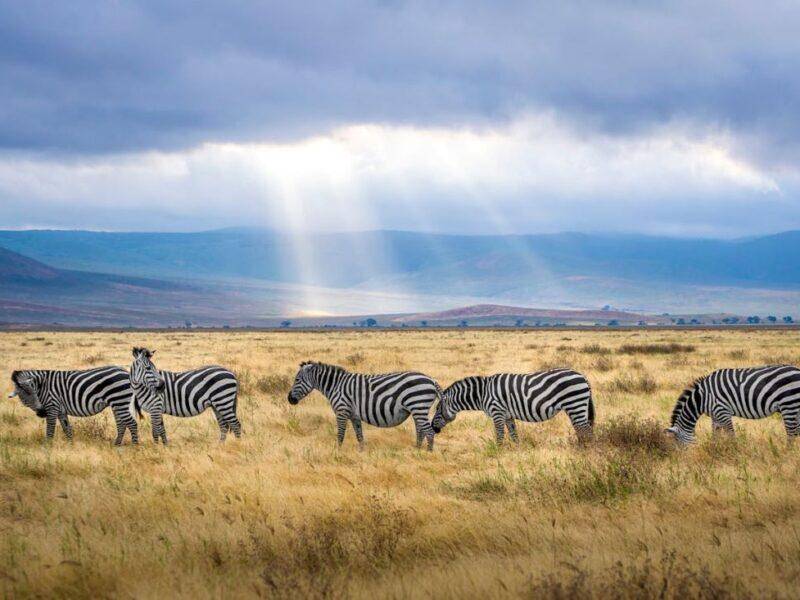 zebra-in-Tanzania-800x600.jpg