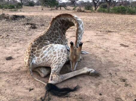 Giraffe Hunting Incl 3 x Spiral Horn, 10 x Days in Zimbabwe