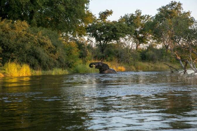 Hunting In Gabon