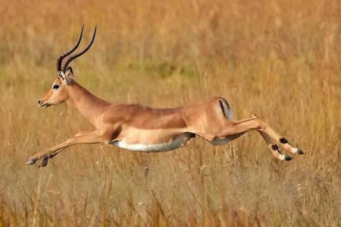 Hunting Medium Antelope