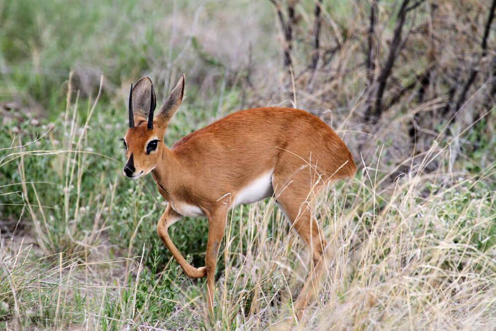 Hunting Small Antelope