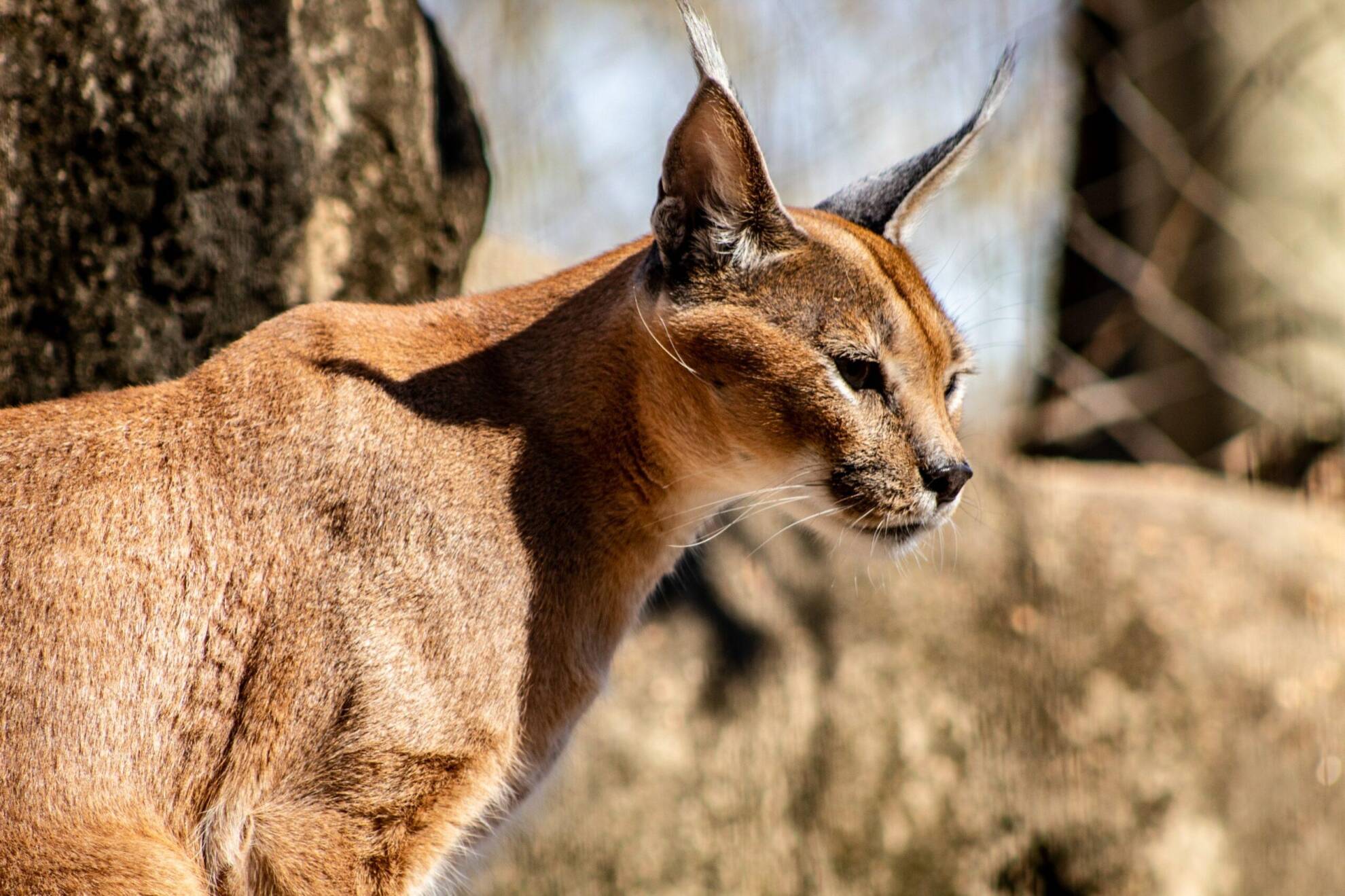 Caracal Hunting in Africa