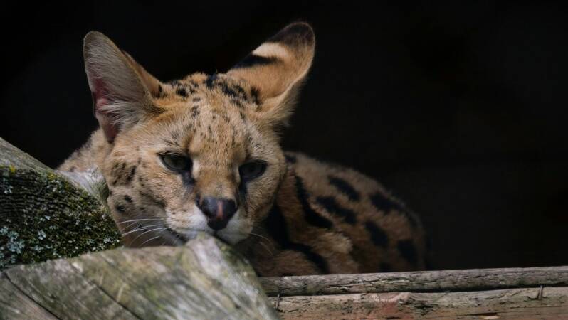 Hunting Serval In Africa
