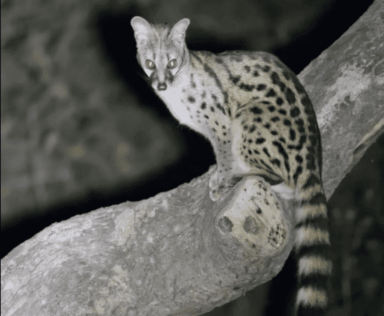 African Hunts Targeting The Common Large Spotted Genet