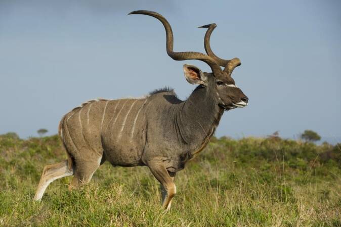 Big game hunting: The Greater Kudu