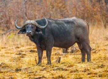 CAPE BUFFALO
