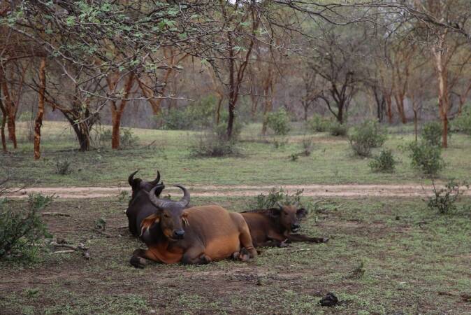 Hunting The West African Savanna Buffalo