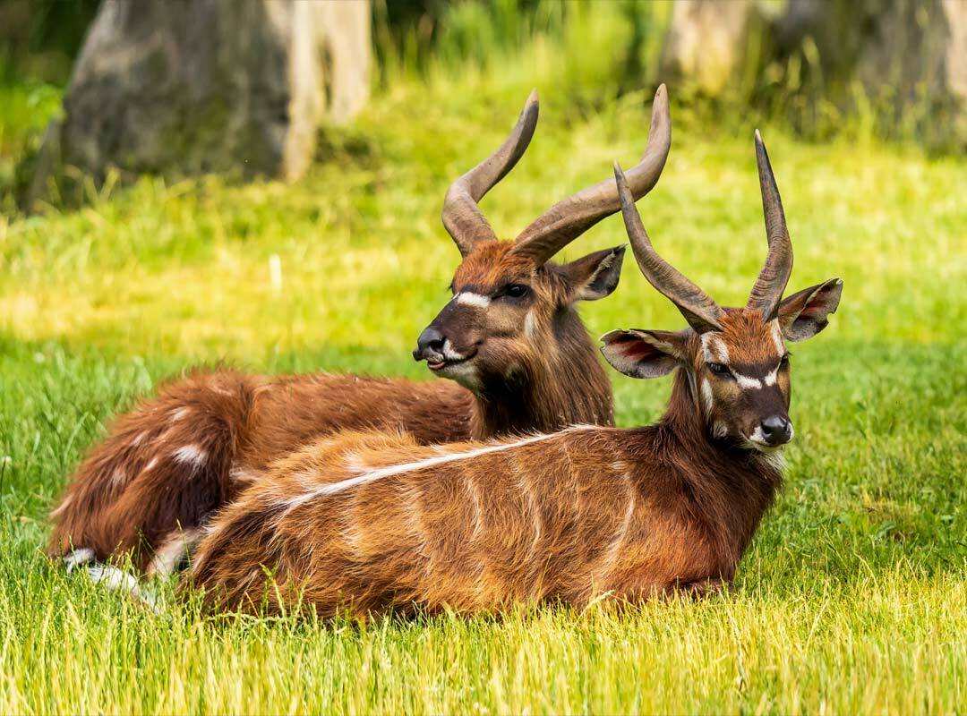 Hunting The Sitatunga
