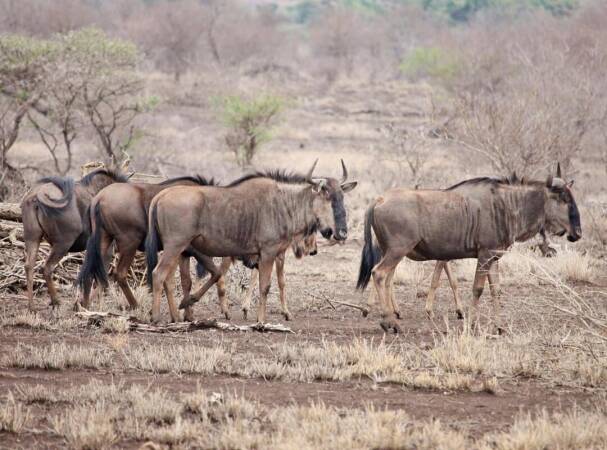 Cookson’s Wildebeest Hunting In Zambia