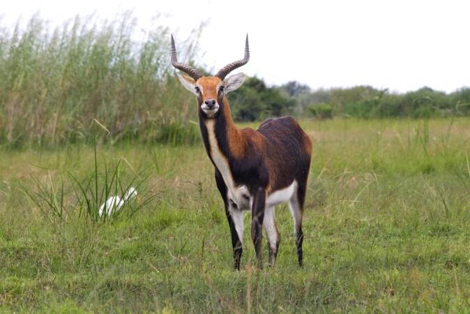 Black Lechwe Hunting In Africa