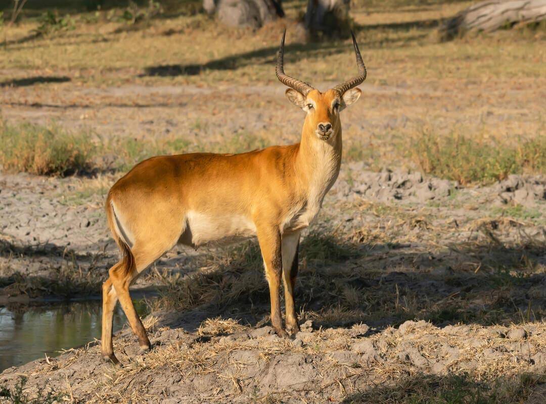 Kafue Lechwe Safari Hunting In Zambia