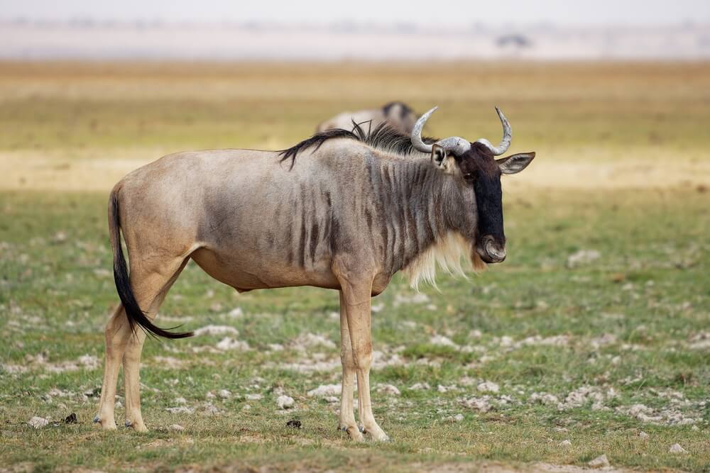 Targeting The White-Bearded Wildebeest On African Hunts
