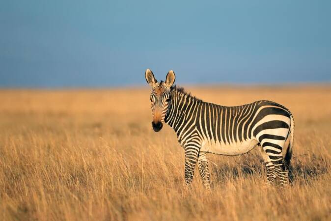 Hunting Grevy’s Zebra In Africa