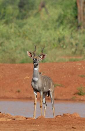 Lesser Kudu Hunting In Africa