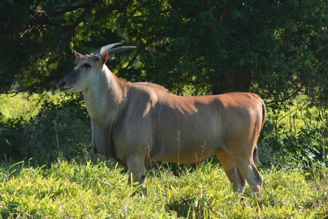 Hunting in Africa: The Livingstone Eland