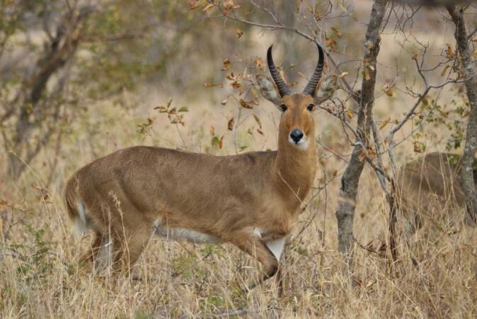 Hunting The Common Reedbuck In Africa