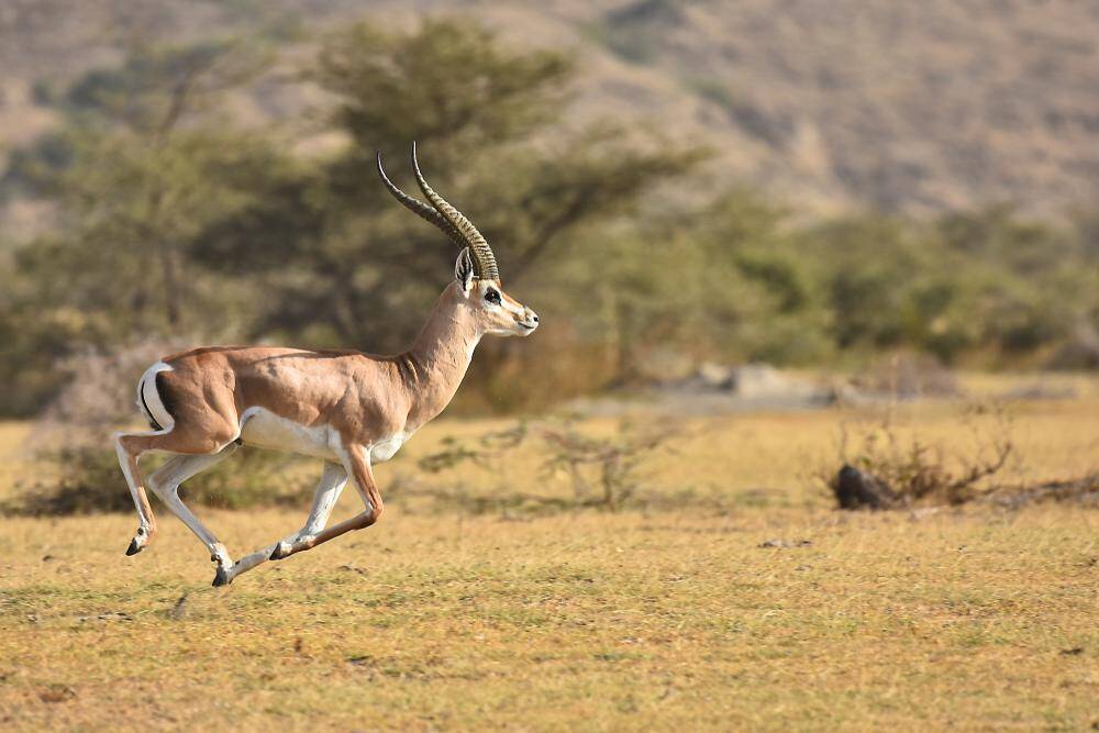 Game Hunting Grant’s Gazelle In Africa