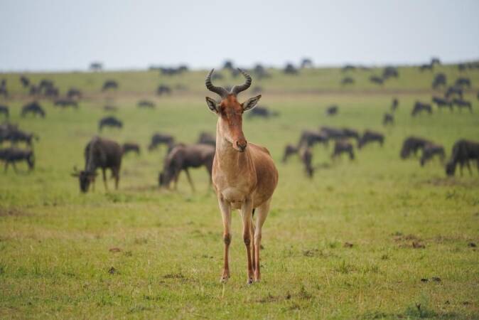 Coke’s Hartebeest Hunting In Africa