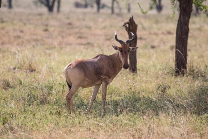 Hunting The Lichtenstein Hartebeest