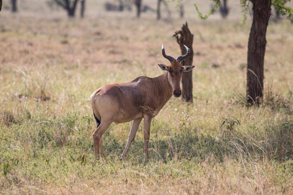 Hunting The Lichtenstein Hartebeest