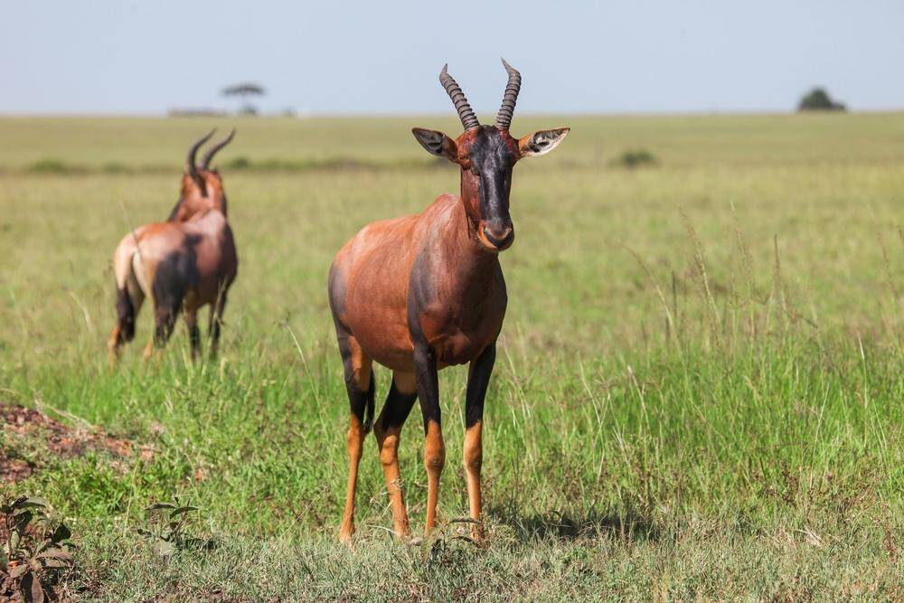 Hunting Topi In Africa