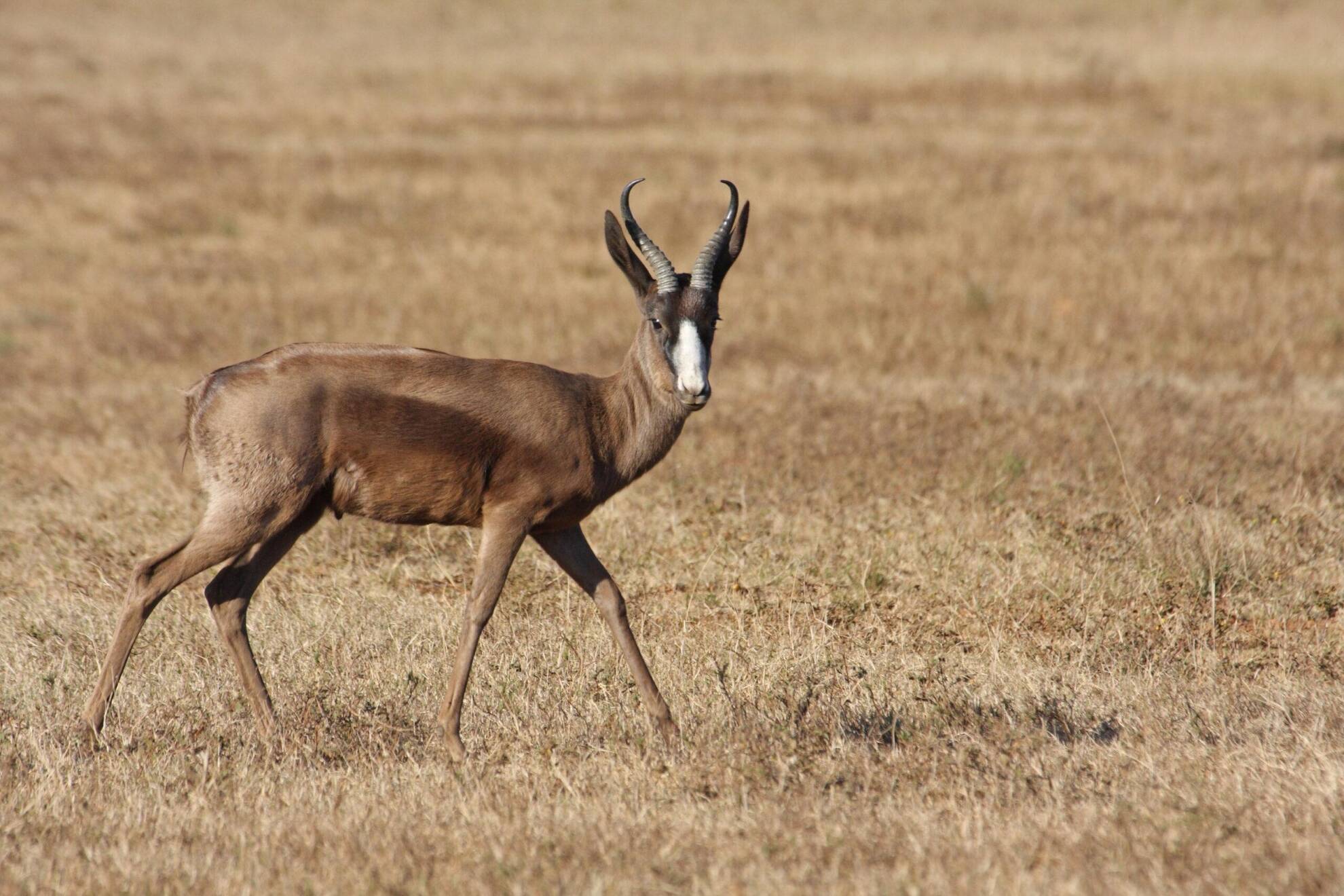 African Hunting The Black Springbok