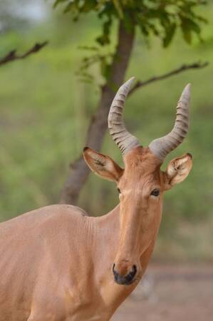 Targeting The Western Hartebeest