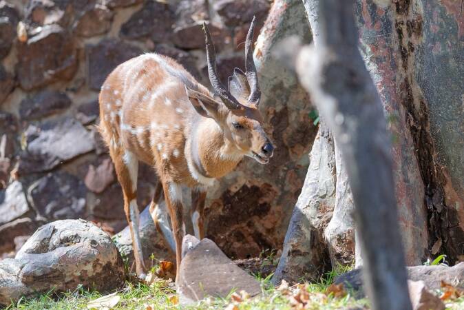 Hunting The Harnassed Bushbuck