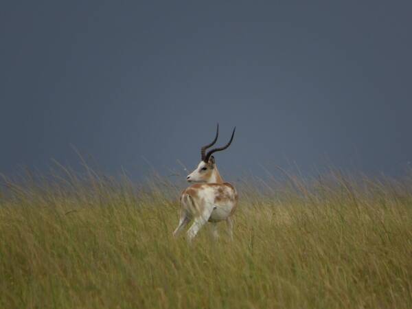 Targeting The White-Flanked Impala