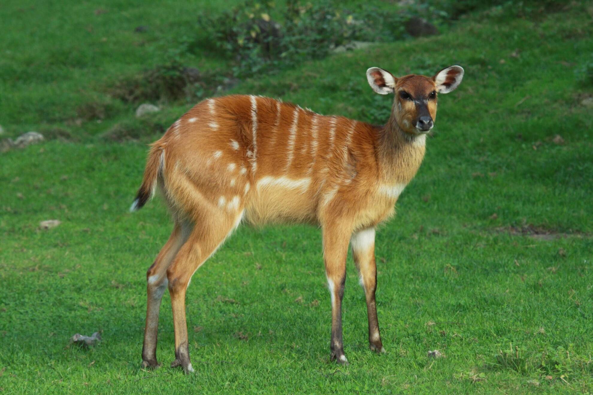 Hunting The Western Sitatunga