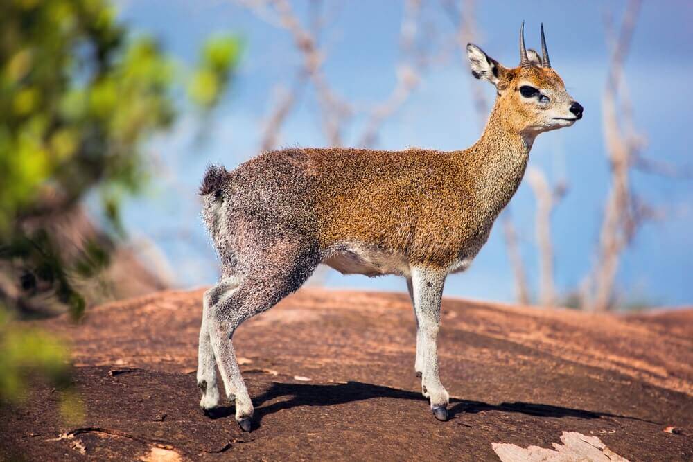 Game Hunting In Africa: The Klipspringer