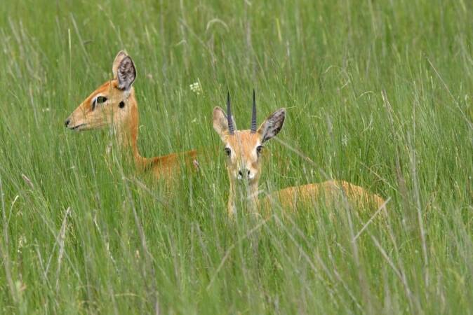 Game Hunting In Africa: The Oribi