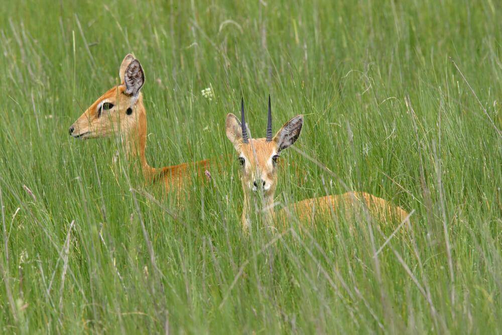 Game Hunting In Africa: The Oribi