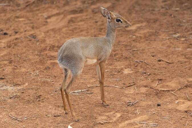Game Hunting Guenter’s Dik-Dik