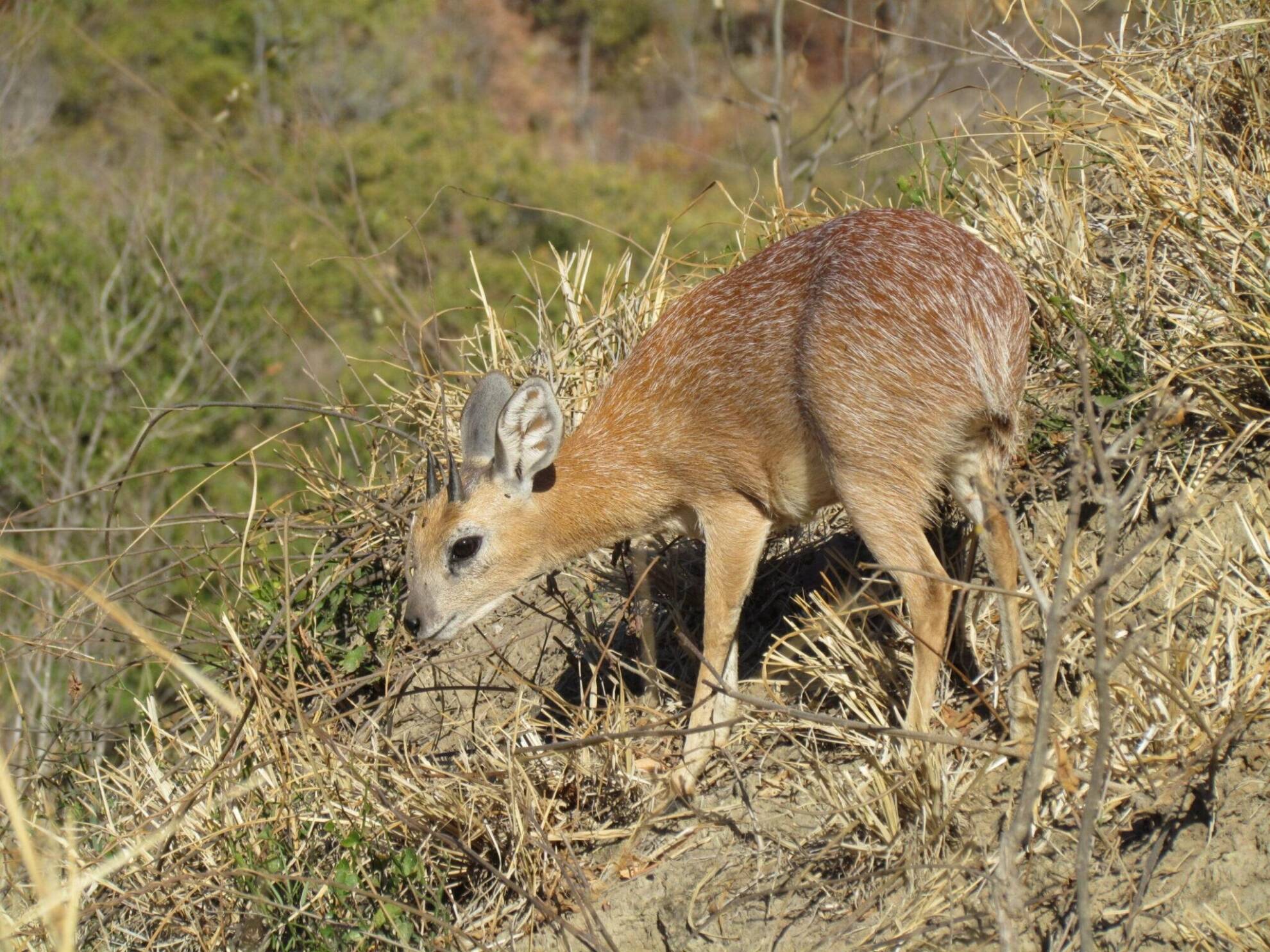 Sharpe’s Grysbok Hunting Safaris In Africa