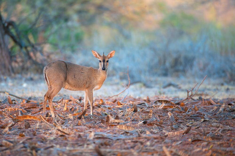 Gray Duiker Hunting In Africa