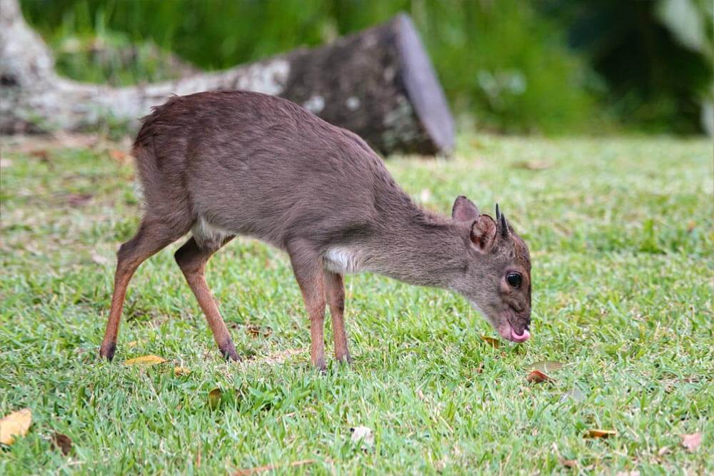 Blue Duiker Hunting In South Africa