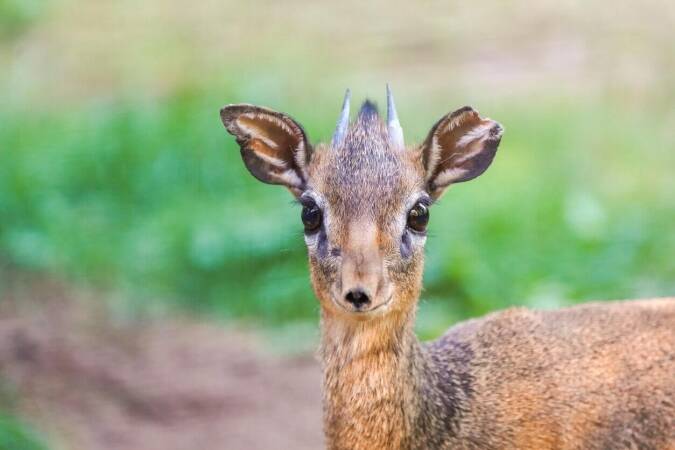 African Hunts: Targeting Kirk’s Dik-Dik