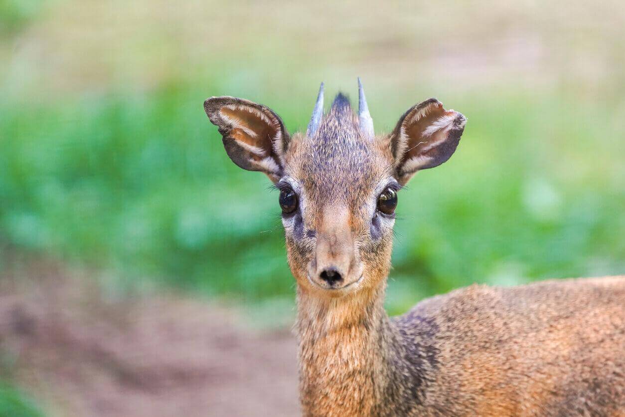 African Hunts: Targeting Kirk’s Dik-Dik
