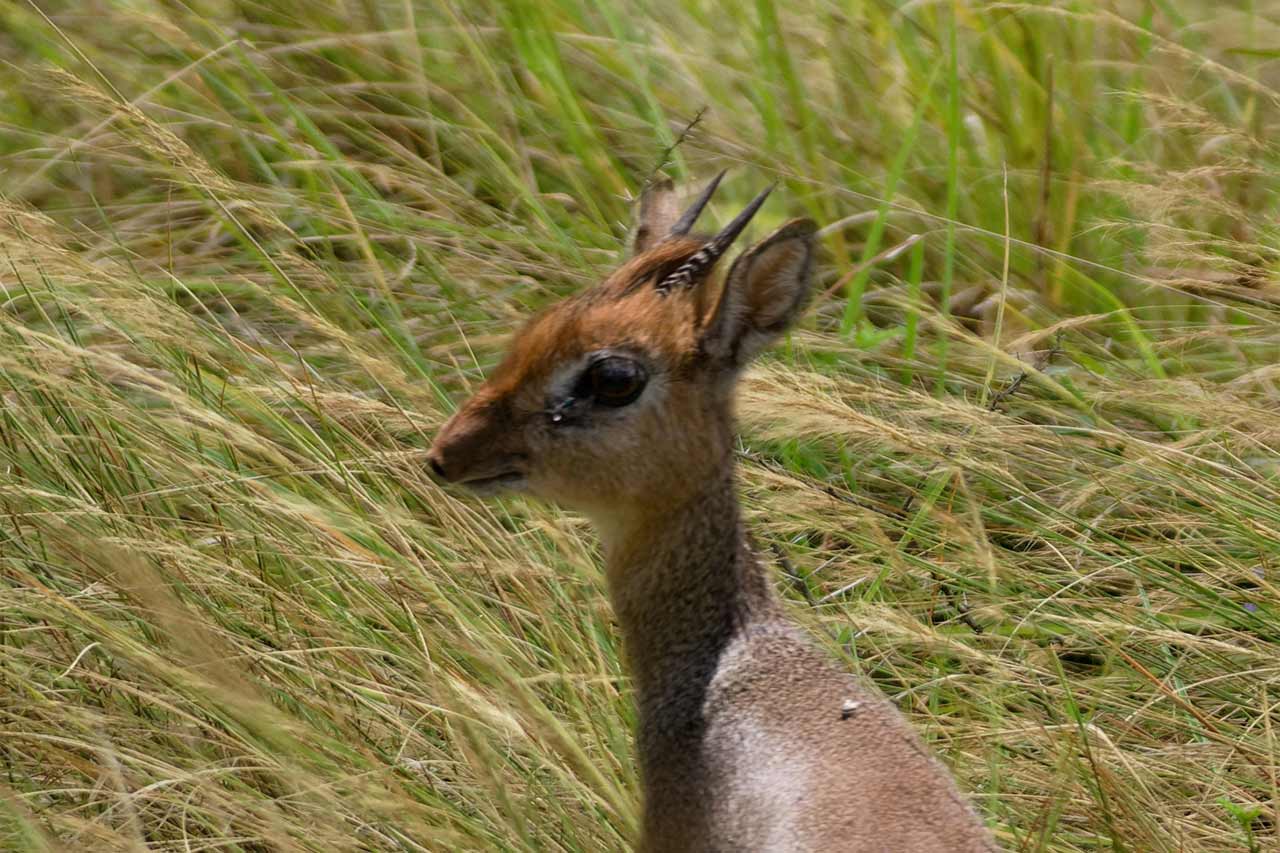 Hunting The Bate's Pygmy Antelope