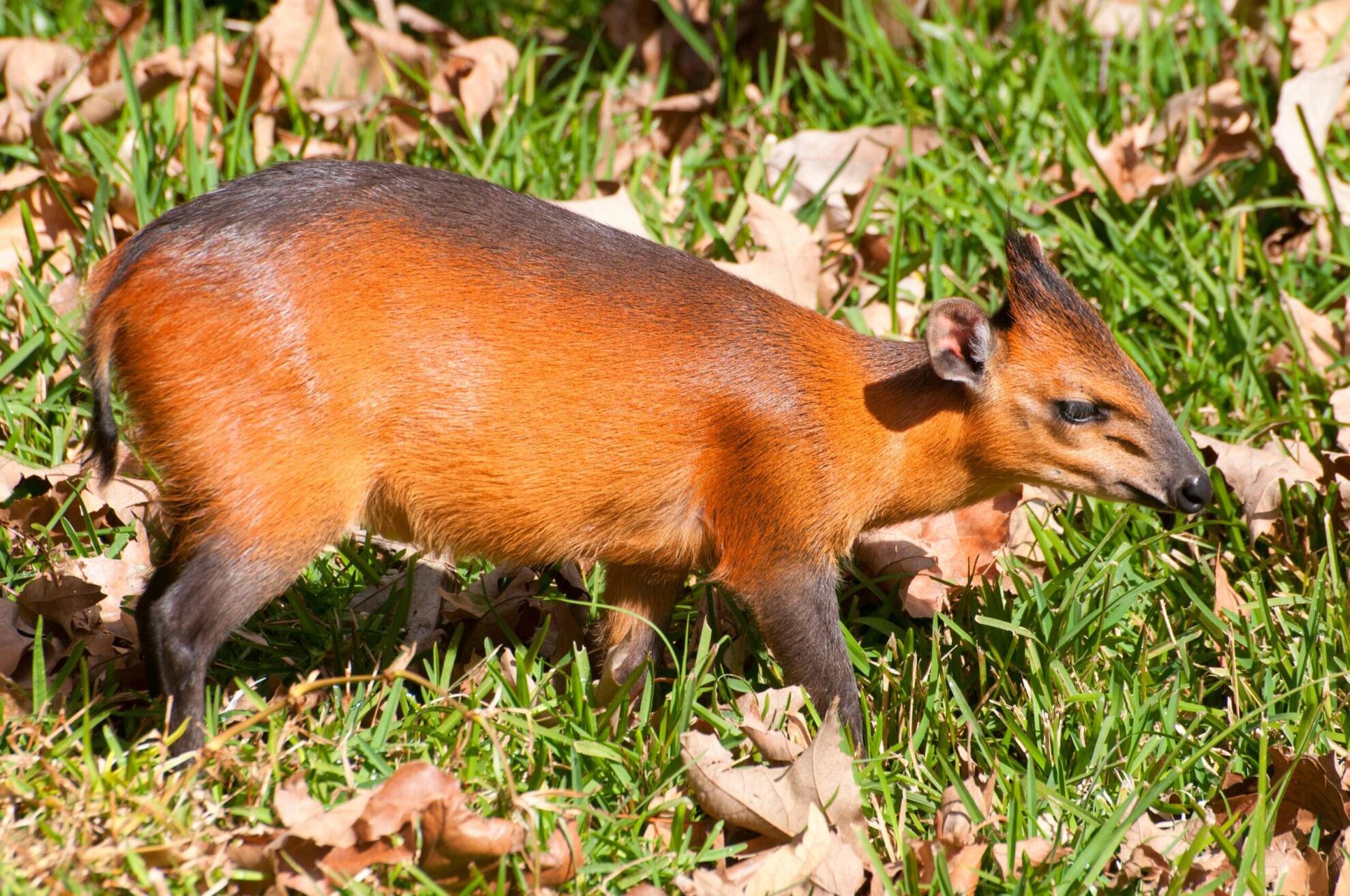 Hunting The Red-Flanked Duiker