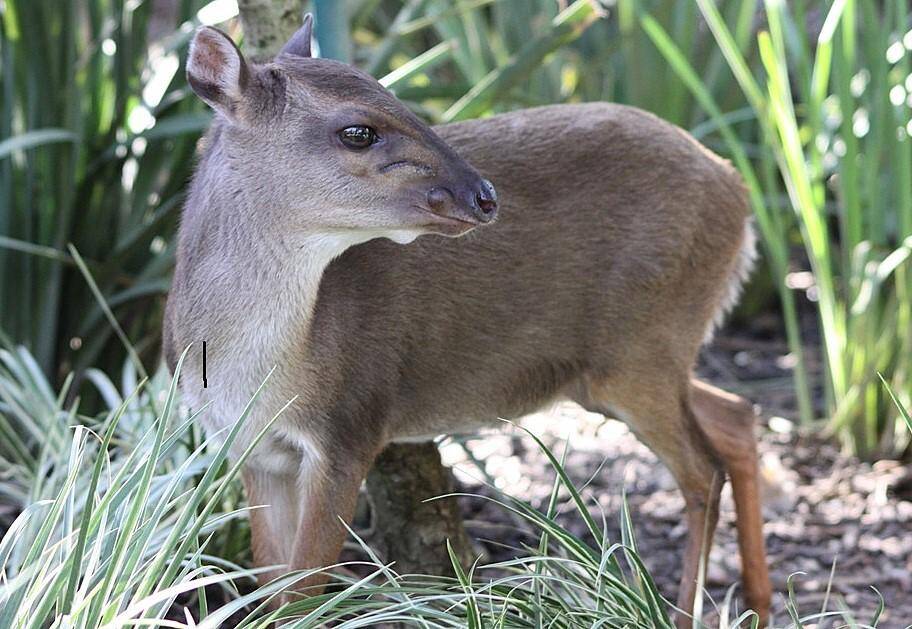 Targeting The Gabon Duiker