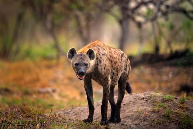 Hunting The Spotted Hyena In Africa